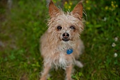 Peanut On The Island